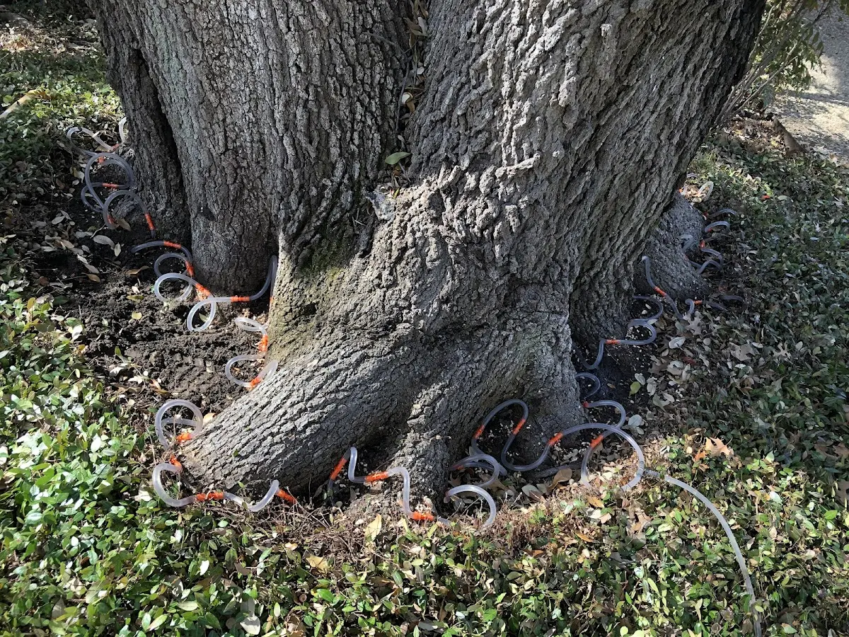 Detailed Tree Cabling and Bracing job site in Mound City