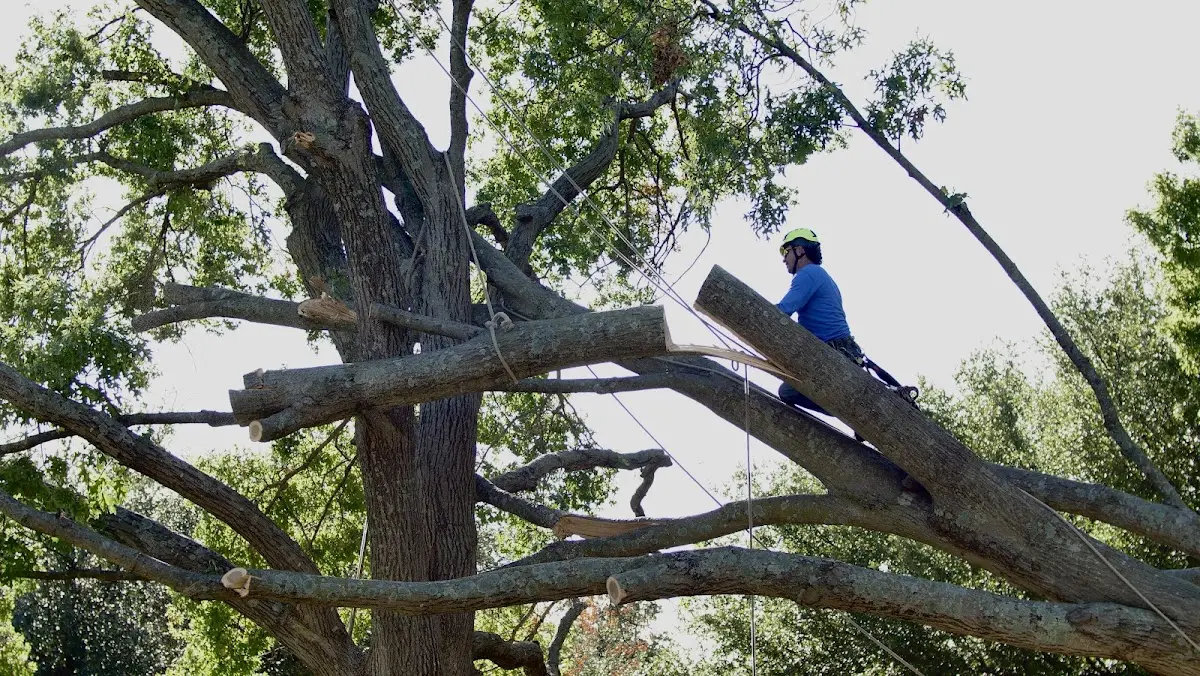 Professional Hazardous Tree Removal performed by certified arborists in Mound City