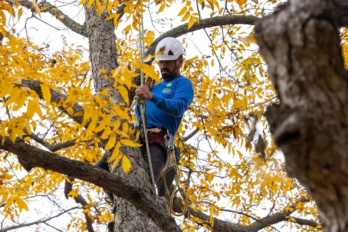 Skilled Storm Damage Cleanup crew working in Mound City